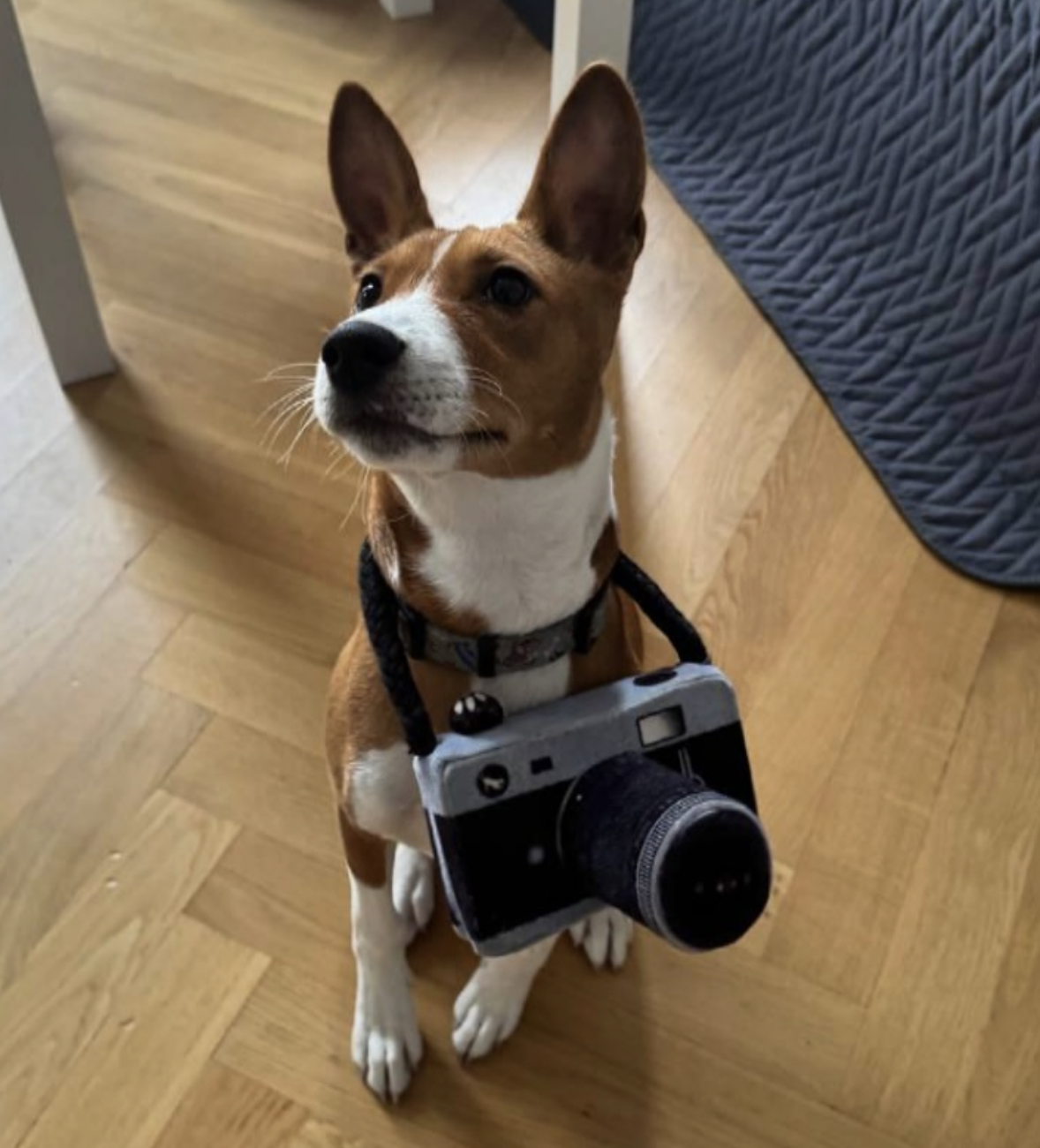 Фортус-фотограф з фотоапаратом